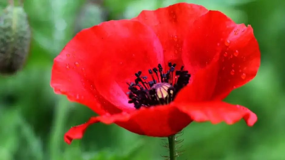 Vaginoplastia combinada o integral